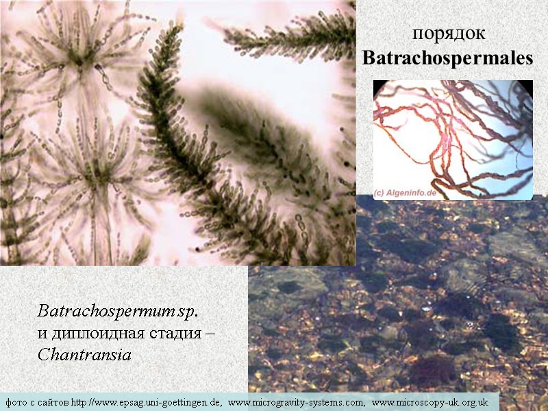 порядок  Batrachospermales  Batrachospermum sp. и диплоидная стадия – Chantransia фото с сайтов